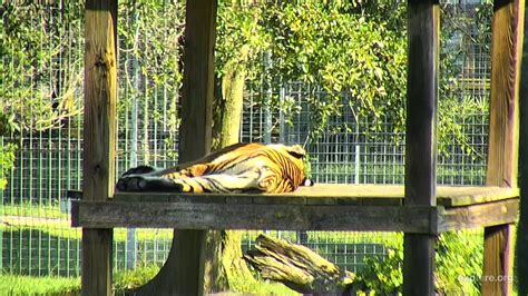 big cat rescue kitten cam.